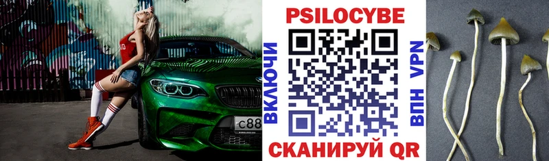 Псилоцибиновые грибы Cubensis  Сусуман 
